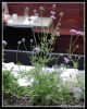 A long, communal table in the middle of the deck features a rock garden down its center, with cute, purple flowers growing right in the middle. Photo: Madelyn Boudreaux