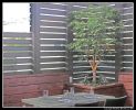 Two small maple trees have their own planters at the corners of the new deck. Photo: Madelyn Boudreaux