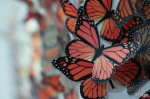Thousands of hand-cut, laser-printed butterflies cover the walls of Mestizo Coffeehouse and Art Gallery. Artist Nadia Rae Morales hopes to see the Monarch butterfly migration for herself one day. Photo: John Barkiple