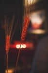 Some red wheat accents at each table on Monday's tasting event. Photo: Talyn Sherer
