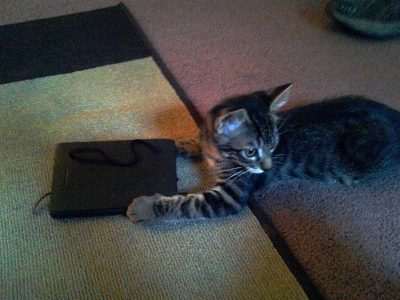 "I acquainted myself with Coleman’s cracked-out kitty, Dr. Tobias Funke."