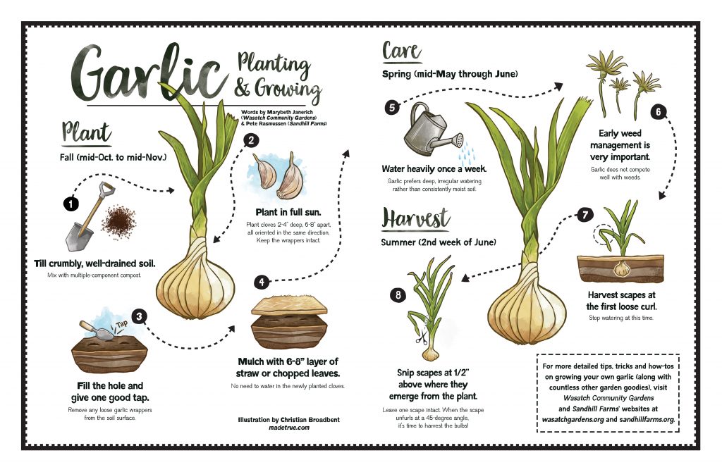 Garlic Planting & Growing