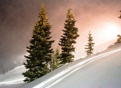 Night trees. Photo: Jo Savage // @SavageDangerWolf