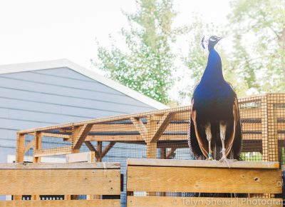 The Tracy Aviary peacock gets to a higher elevation to scout out its next sampling booth. Photo: Talyn Sherer