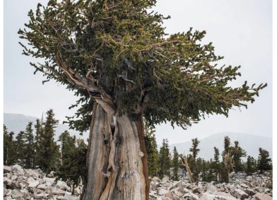 Russel Albert Daniels, “Great Basin Bristlecone, NV” (2017)