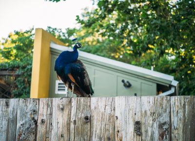 A Tracy Aviary peacock perched on a fence, watching the event. Photo: @clancycoop