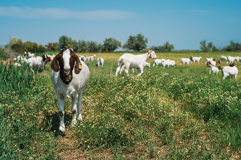 We’re Going to Need a Bigger Goat: The East African Refugee Goat Project of Utah