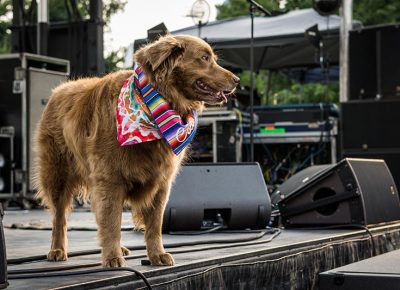 Stage dog Cocoa entertains the crowd