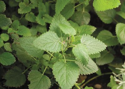 Photo: ColtonMarsalaPhotography.com