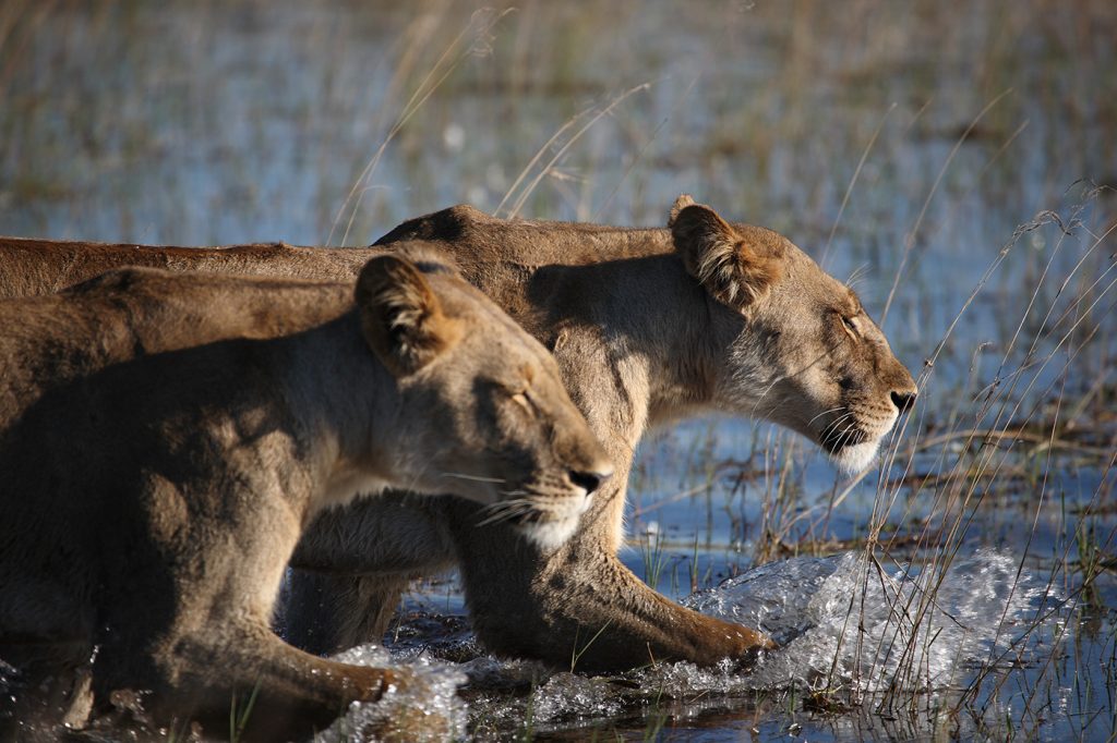 Sundance Film Review: Okavango – River of Dreams (Director’s Cut)