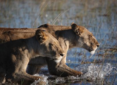 Okavango: River of Dreams