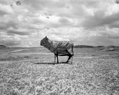 Levi Jackson, Ms. September, 2014, 35x44” Inkjet Print, from Jackson’s portfolio.