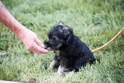 Pups like Gus had a great time at the August SLUG Picnic. Photo: Erin Sleater