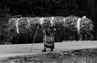 A woman walks down the road with a bundle of eucalyptus sticks on her back. She walks up the road to gather the sticks each day, then carries them down to the village so sell for firewood, to earn money for her family, near Addis Ababa, Ethiopia, on Tuesday March 10, 2020.