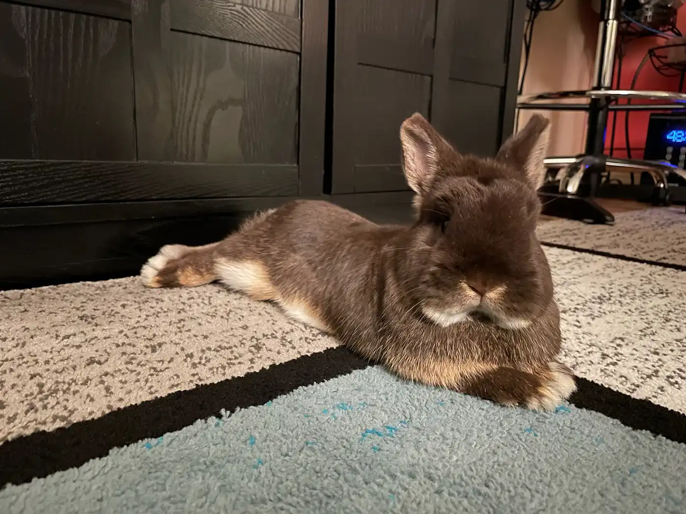 Nicole Hellstrom and Whitney Schulte opened True Hearts for Healing Paws Rabbit Rescue after a local farm was discovered to have a neglected bunny hoard.