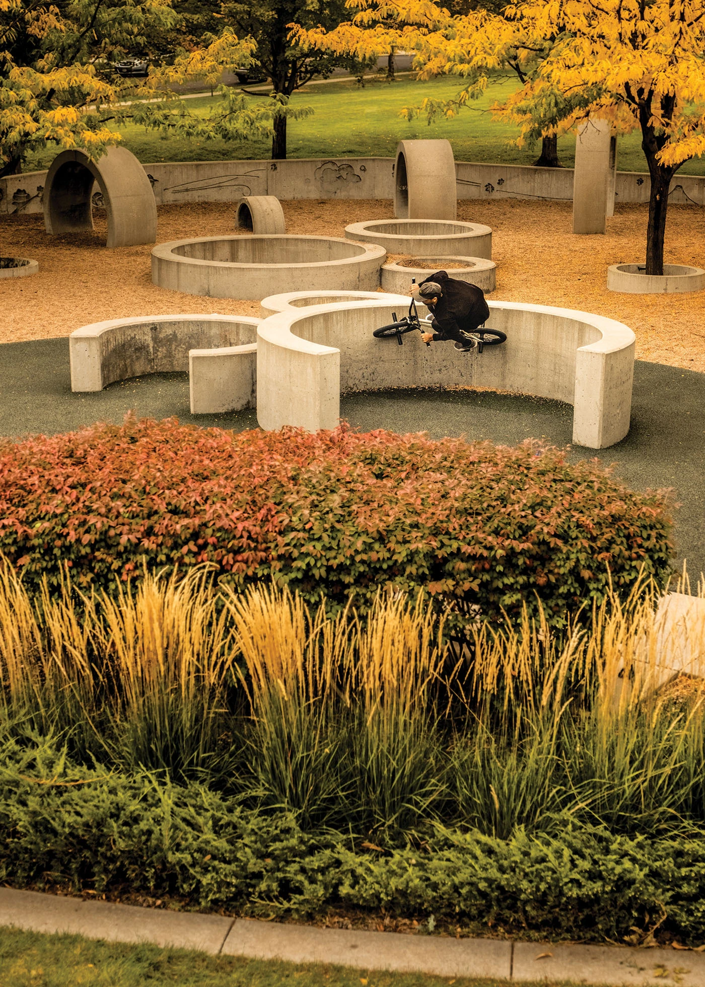 A BMX rider turns against the wall of an arced structure. Autumnal-colored plants sit in front of him.