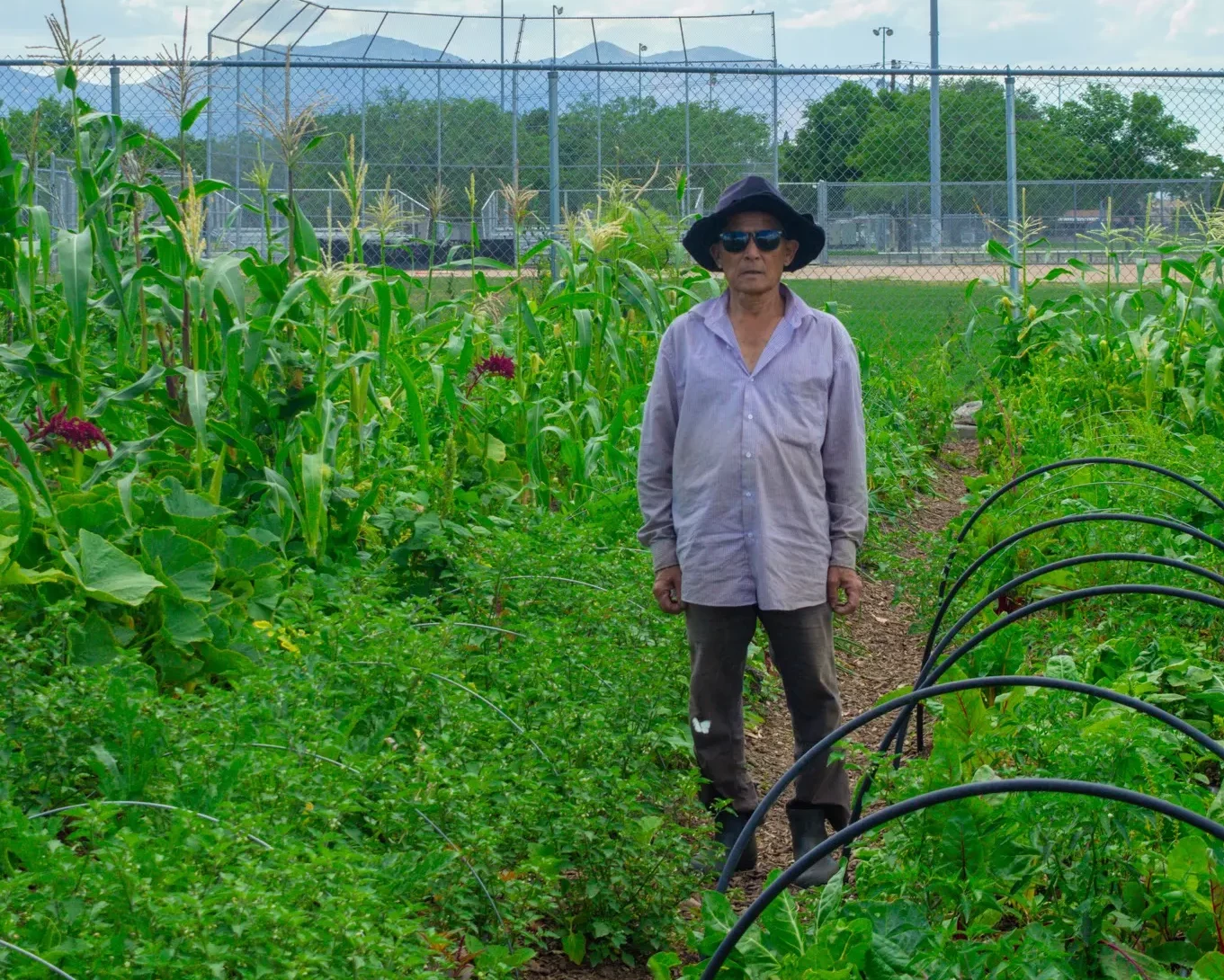 New Roots farmer Harka Mangar stands next to his plot of vegetables at Redwood Farm.
