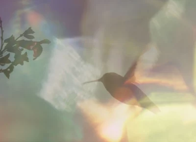A hummingbird flies in front of a leafy branch, colorful lens flairs juxtaposed on the top of the image.
