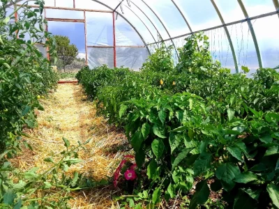 A greenhouse at Spirit Farm.