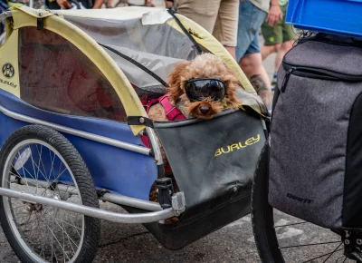 Does SLUG Cat need a dog division next year? Photo: Ashley Christenson.